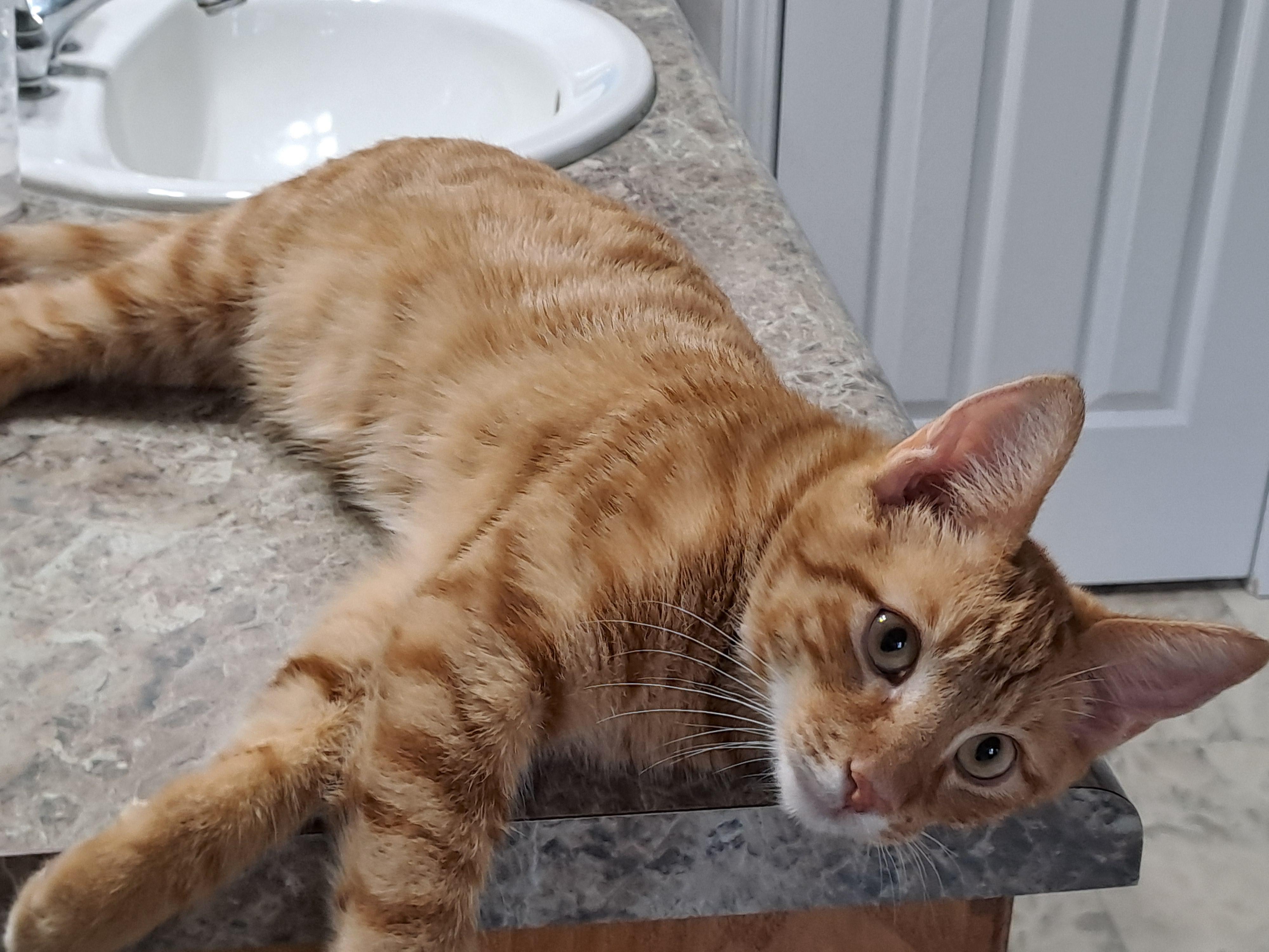 Buddy Riggs, a Adopted Domestic Short Hair in Port Wentworth, GA image 4/6