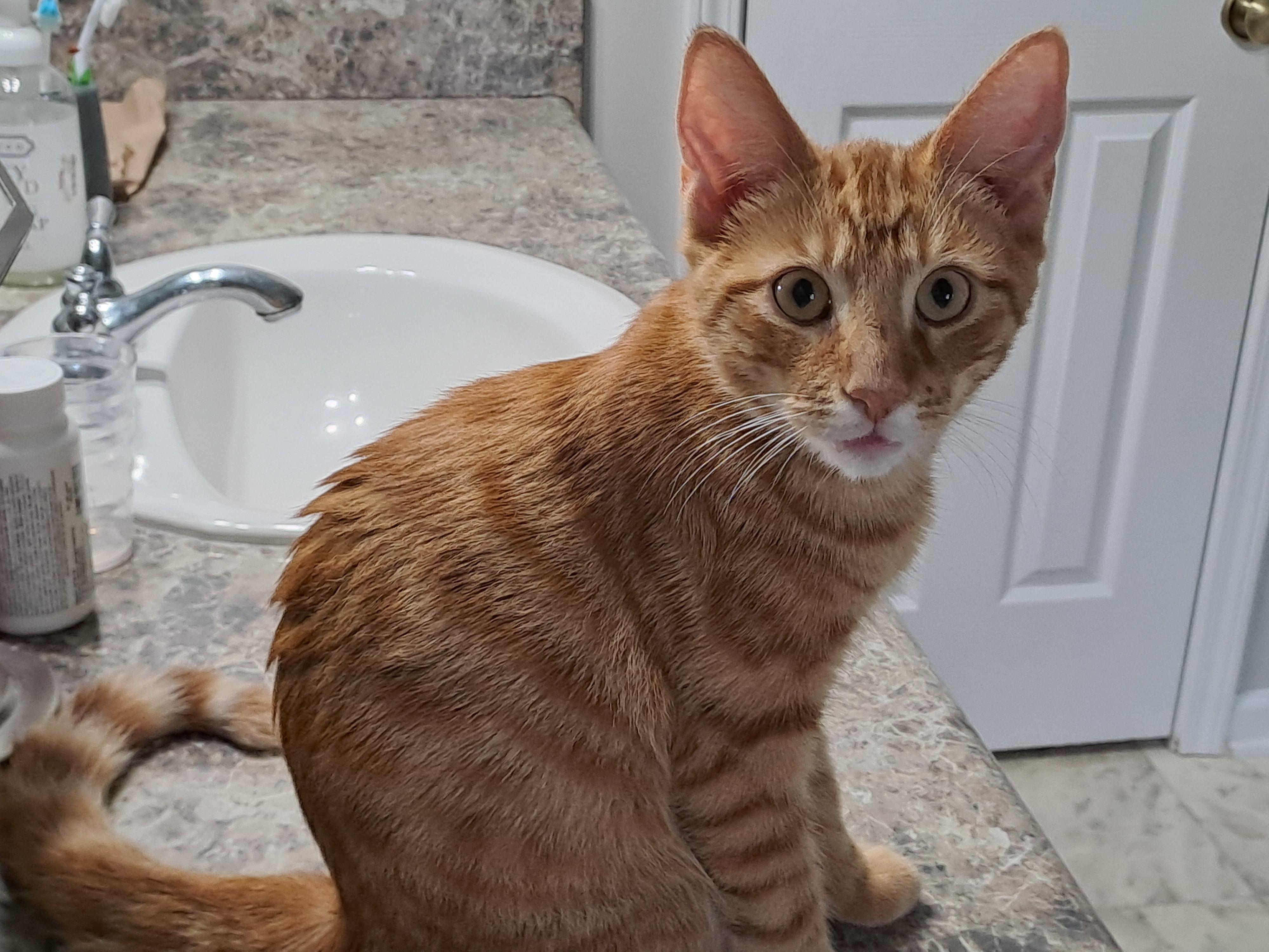 Buddy Riggs, a Adopted Domestic Short Hair in Port Wentworth, GA image 5/6