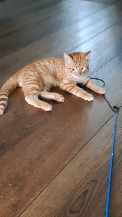 Enlarge Buddy Riggs, a Adopted Domestic Short Hair in Port Wentworth, GA video 6/6