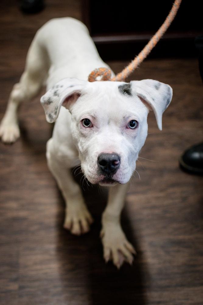 Enlarge Bronco, a Adoptable mixed breed in Frankfort, NY image 1/3