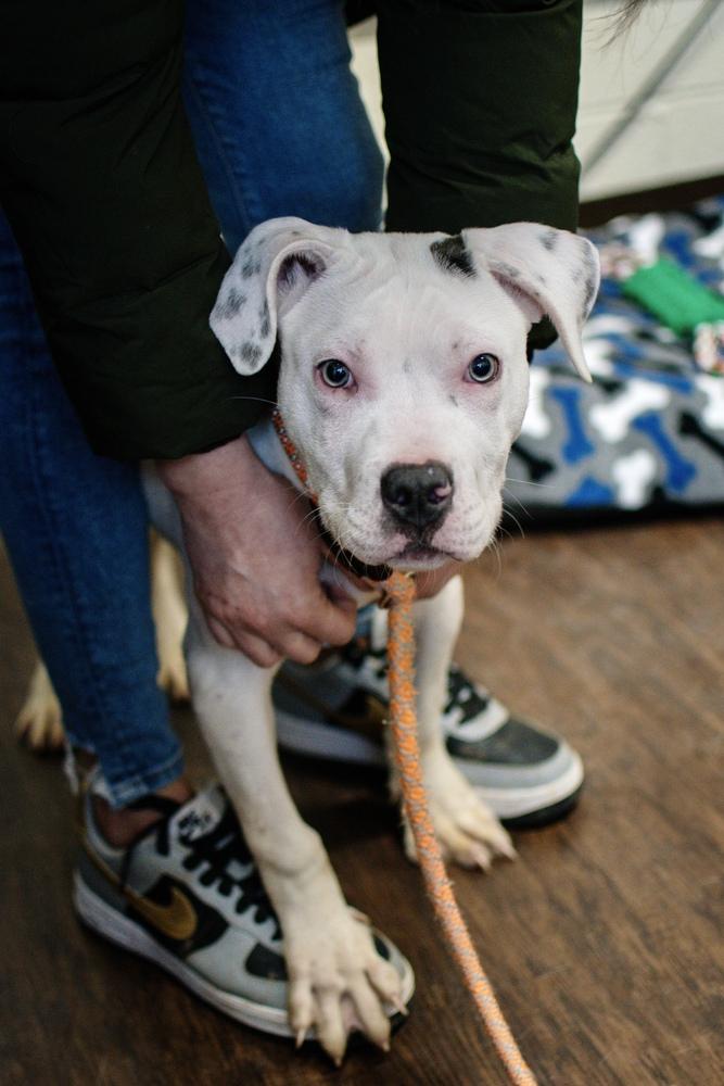 Enlarge Bronco, a Adoptable mixed breed in Frankfort, NY image 2/3