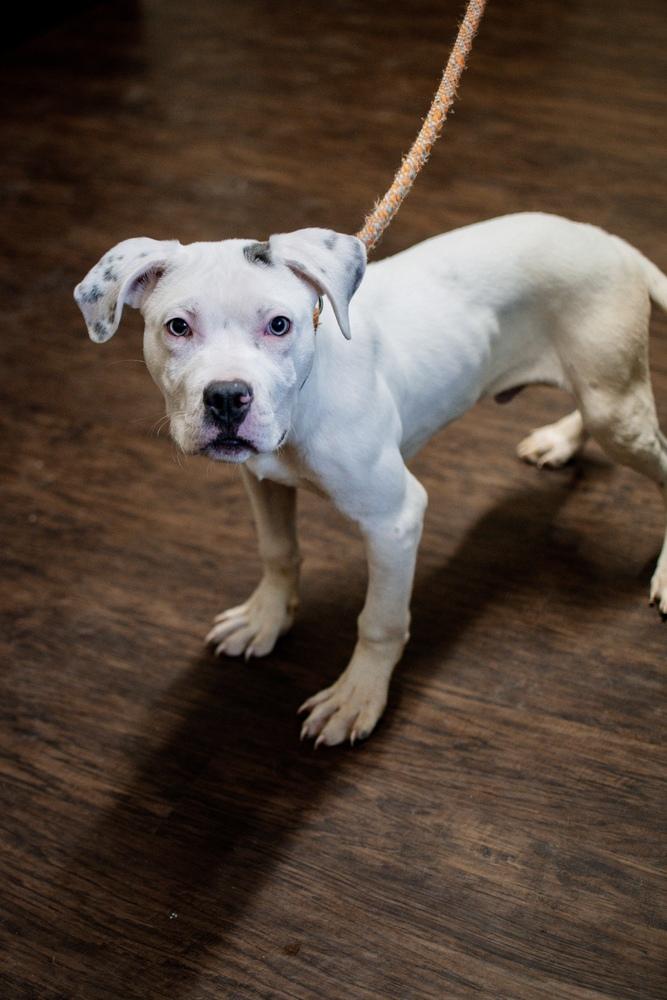 Enlarge Bronco, a Adoptable mixed breed in Frankfort, NY image 3/3