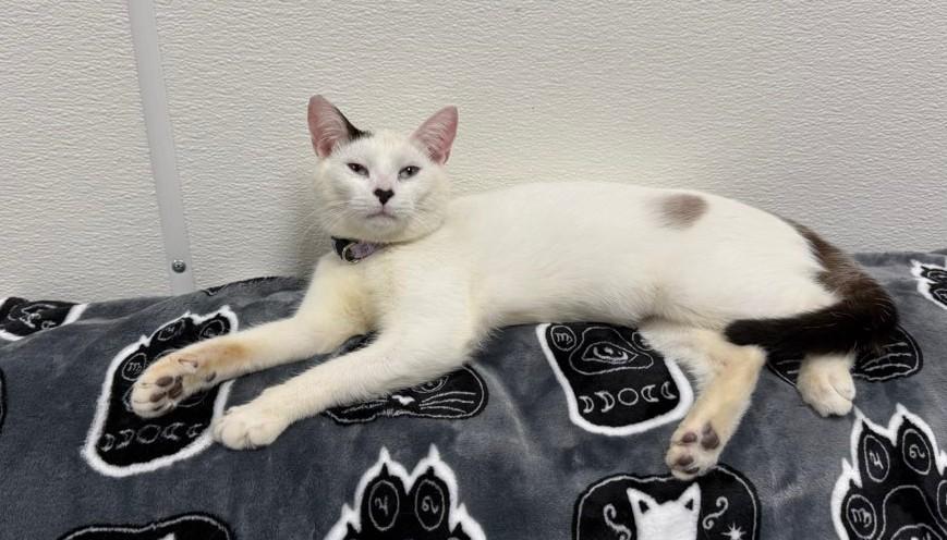 Enlarge Poppy, a ADOPTABLE Domestic Short Hair in Bridgeville, PA image 2/2