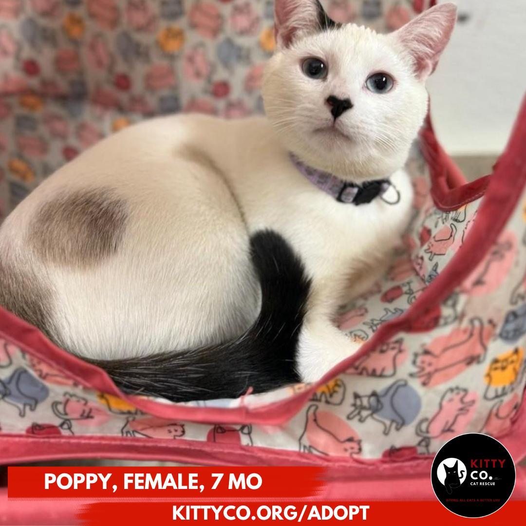 Enlarge Poppy, a ADOPTABLE Domestic Short Hair in Bridgeville, PA image 1/2