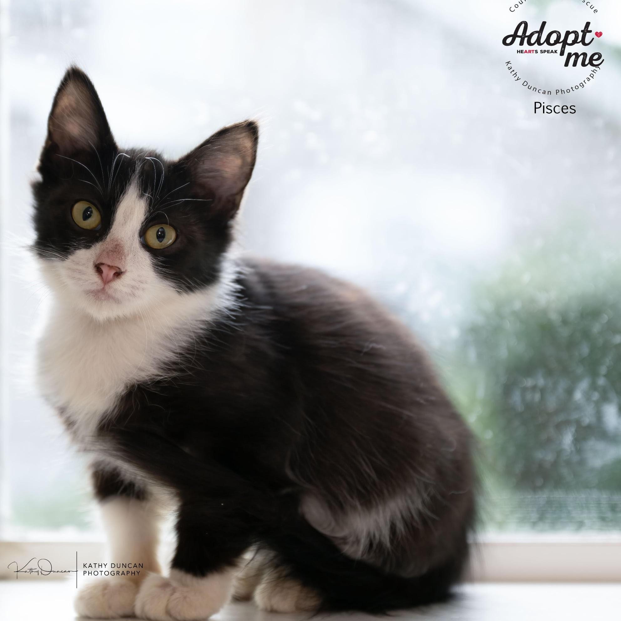 Pisces, Adoptable, Kitten Female Domestic Medium Hair.