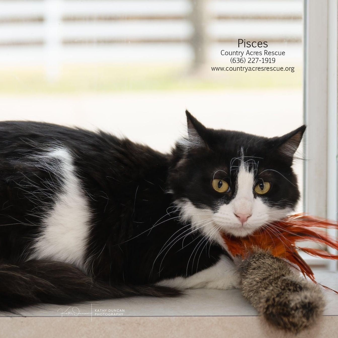 Enlarge Pisces, a Adoptable Domestic Medium Hair in Manchester, MO image 3/3