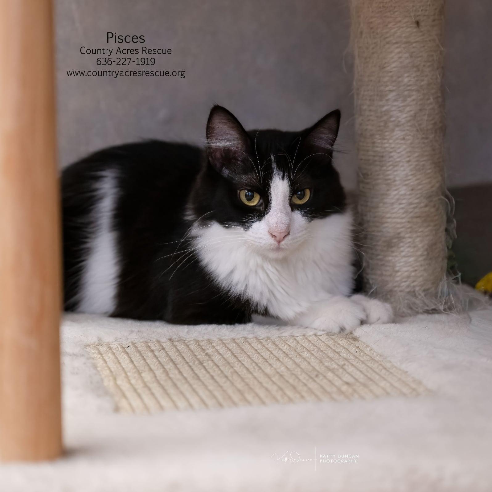 Pisces, a Adoptable Domestic Medium Hair in Manchester, MO image 4/5
