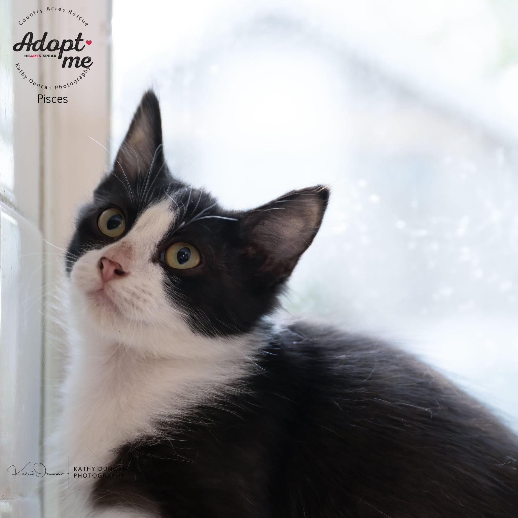 Pisces, Adoptable, Kitten Female Domestic Medium Hair.