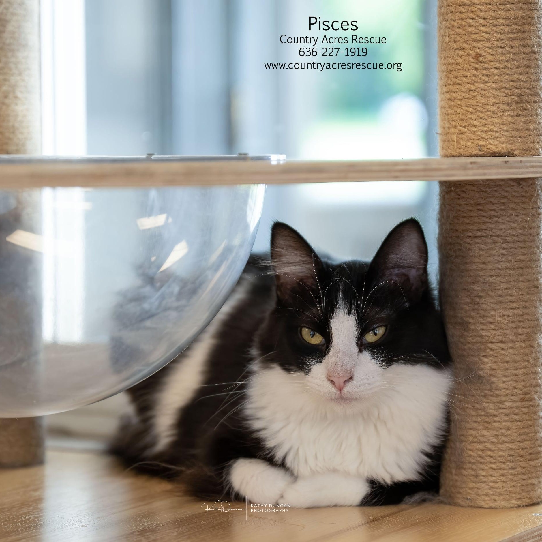Pisces, a Adoptable Domestic Medium Hair in Manchester, MO image 2/5