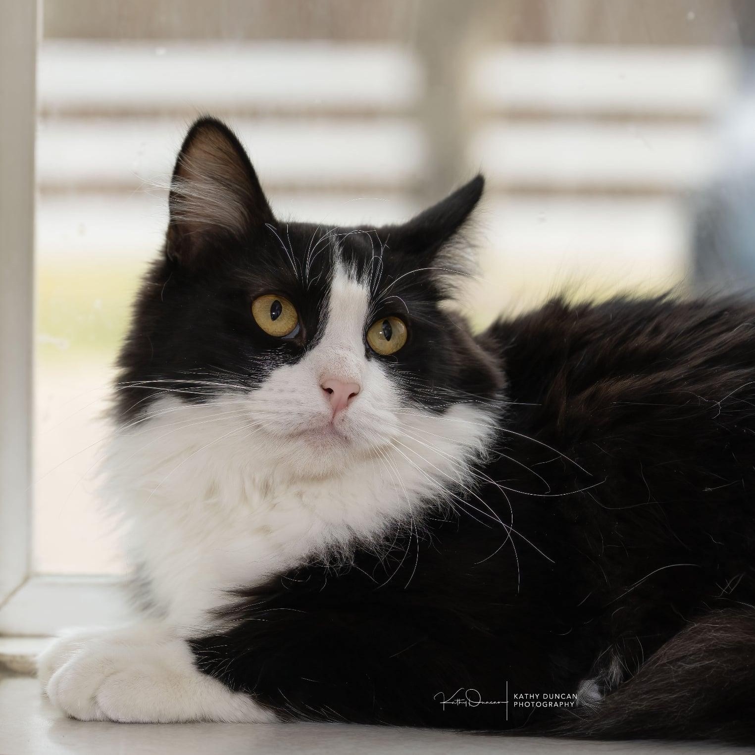 Pisces, Adoptable, Kitten Female Domestic Medium Hair.