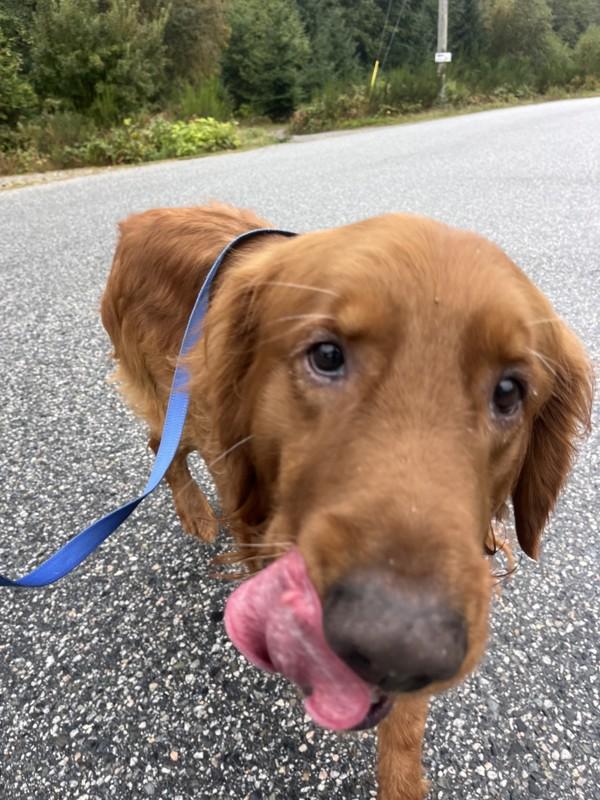 Buddy **ADOPTION PENDING**, Adoptable, Adult Male Golden Retriever.