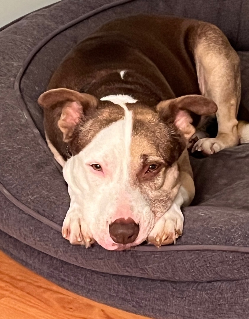 Dr. Zeus, Adoptable, Senior Male Collie.