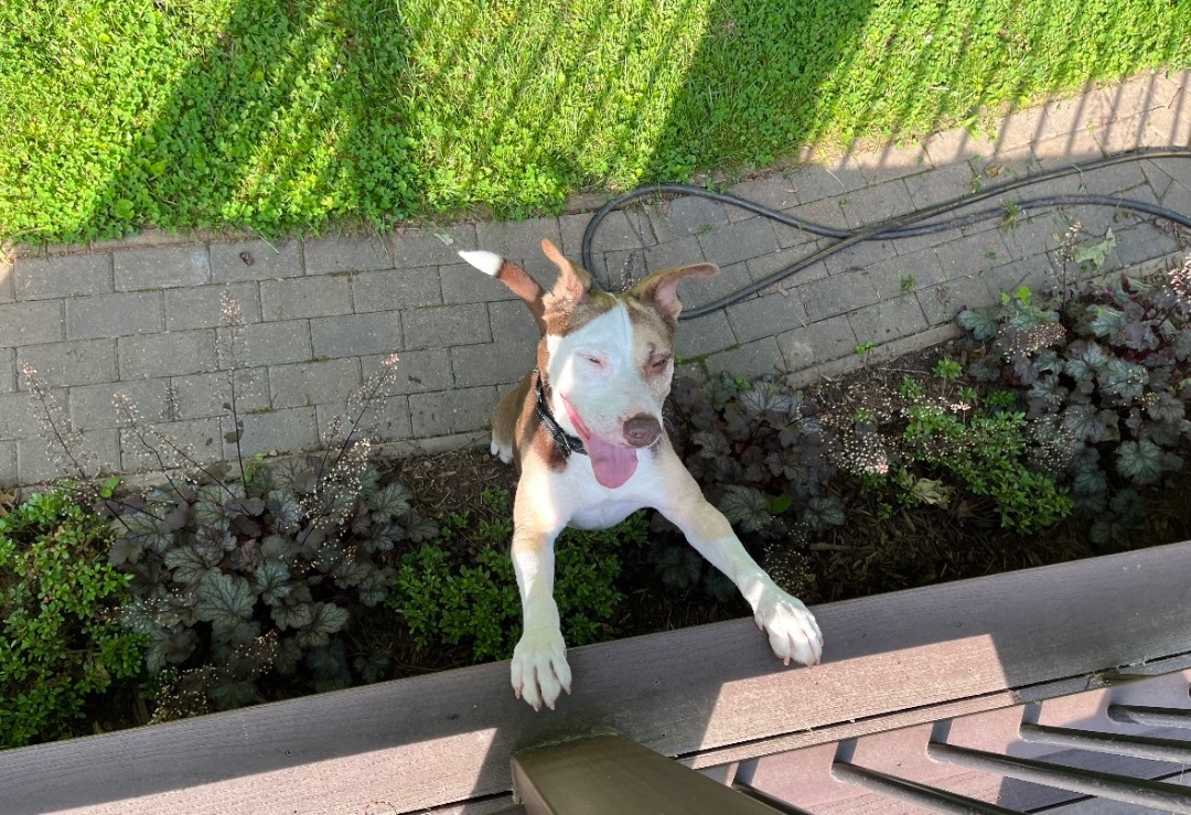 Dr. Zeus, a Adoptable mixed breed in Gordonsville , VA image 2/4