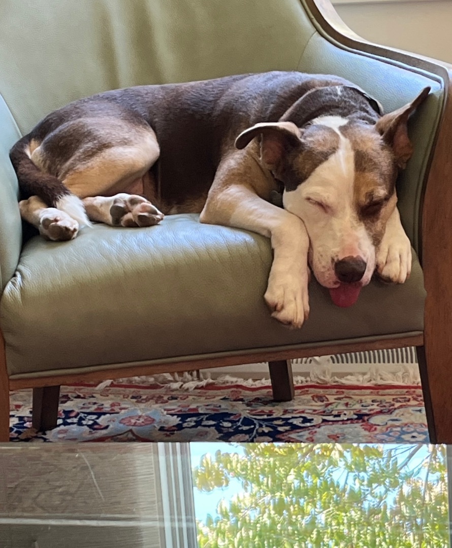 Dr. Zeus, a Adoptable mixed breed in Gordonsville , VA image 3/4