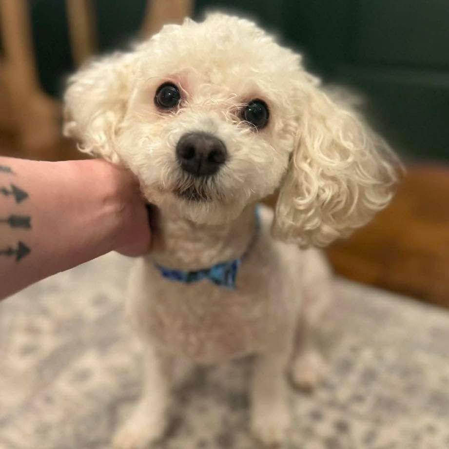 Enlarge Prancer, a Adopted Maltese in Grand Bay, AL image 1/1