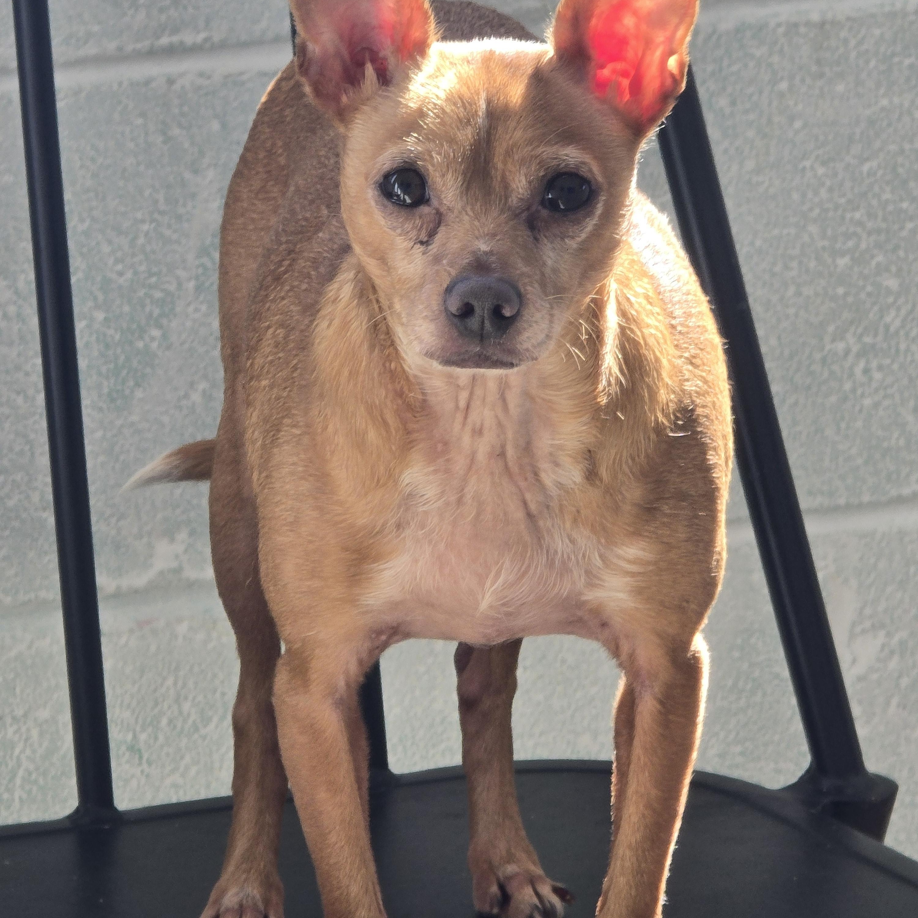 Tucker , ADOPTABLE, Adult Male Chihuahua.