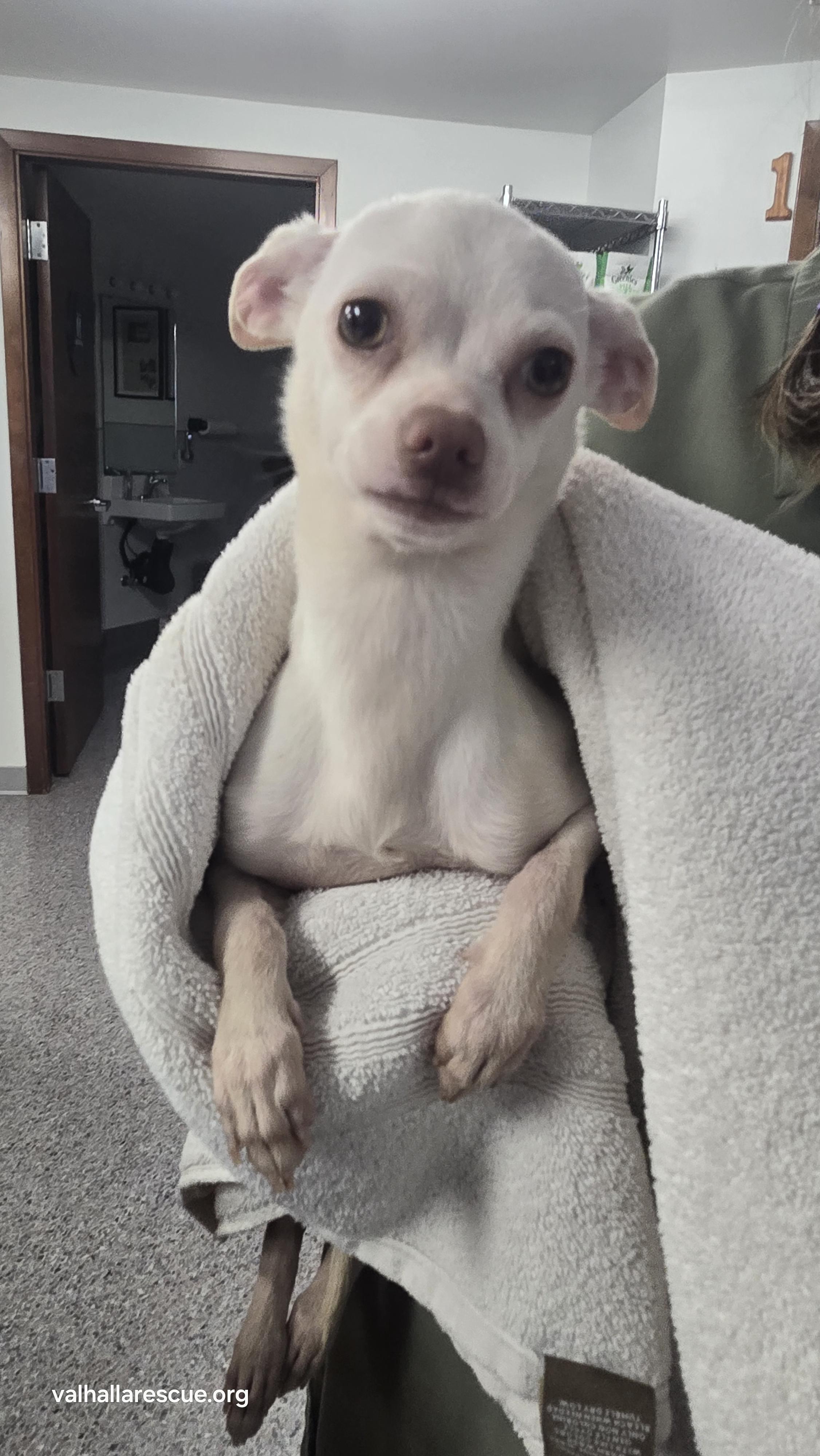 Enlarge Queenie, a Adopted Chihuahua in Winlock, WA image 1/1