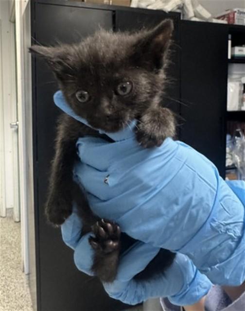 POLO, Adoptable, Young Male Domestic Medium Hair.