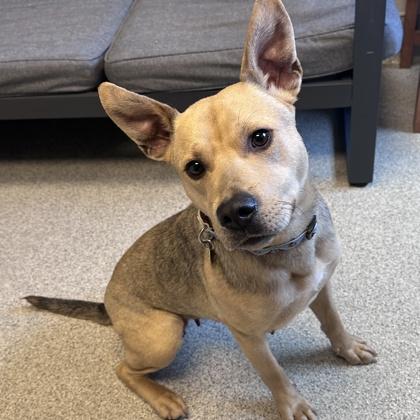 Piper, ADOPTABLE, Adult Female Mixed Breed.