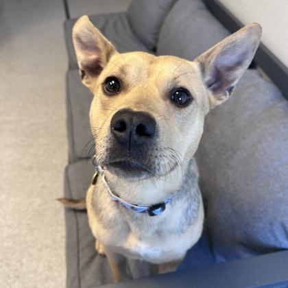 Enlarge Piper, a ADOPTABLE Mixed Breed in Lansing, MI image 2/2