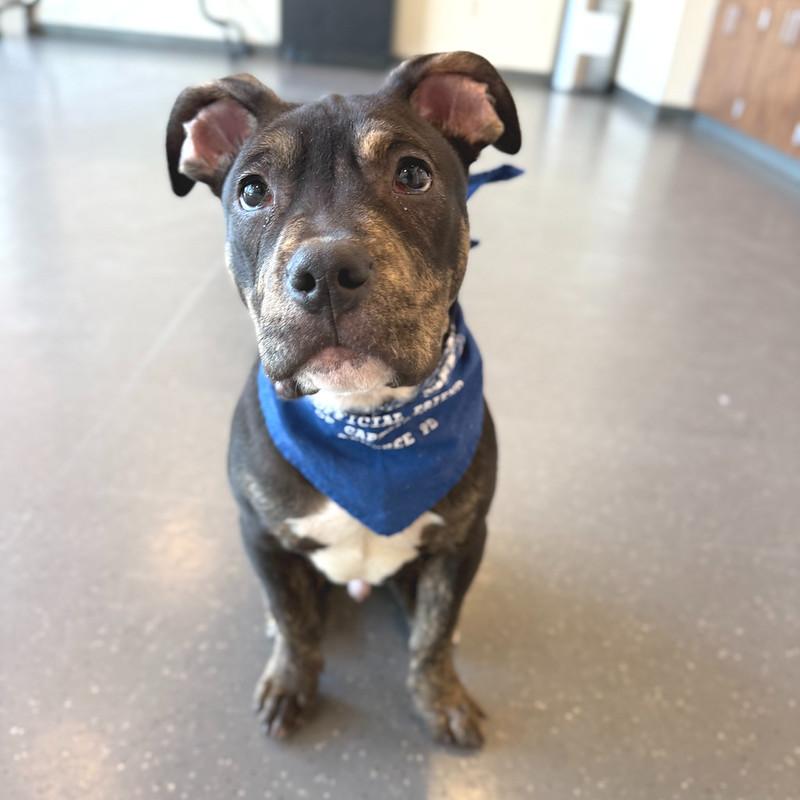 Enlarge Tootles, an adoptable Mixed Breed in Truckee, CA image 1/6