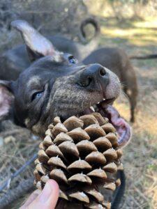 Enlarge Tootles, a ADOPTABLE Mixed Breed in Truckee, CA image 3/5