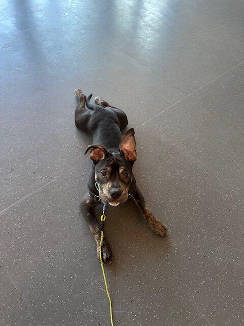 Enlarge Tootles, an adoptable Mixed Breed in Truckee, CA image 4/6