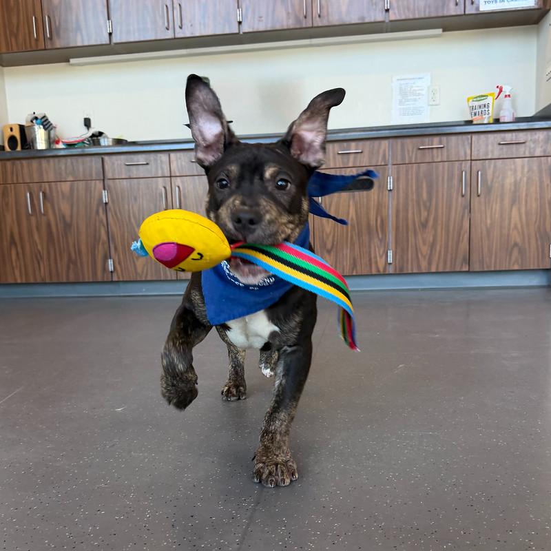 Enlarge Tootles, an adoptable Mixed Breed in Truckee, CA image 3/6
