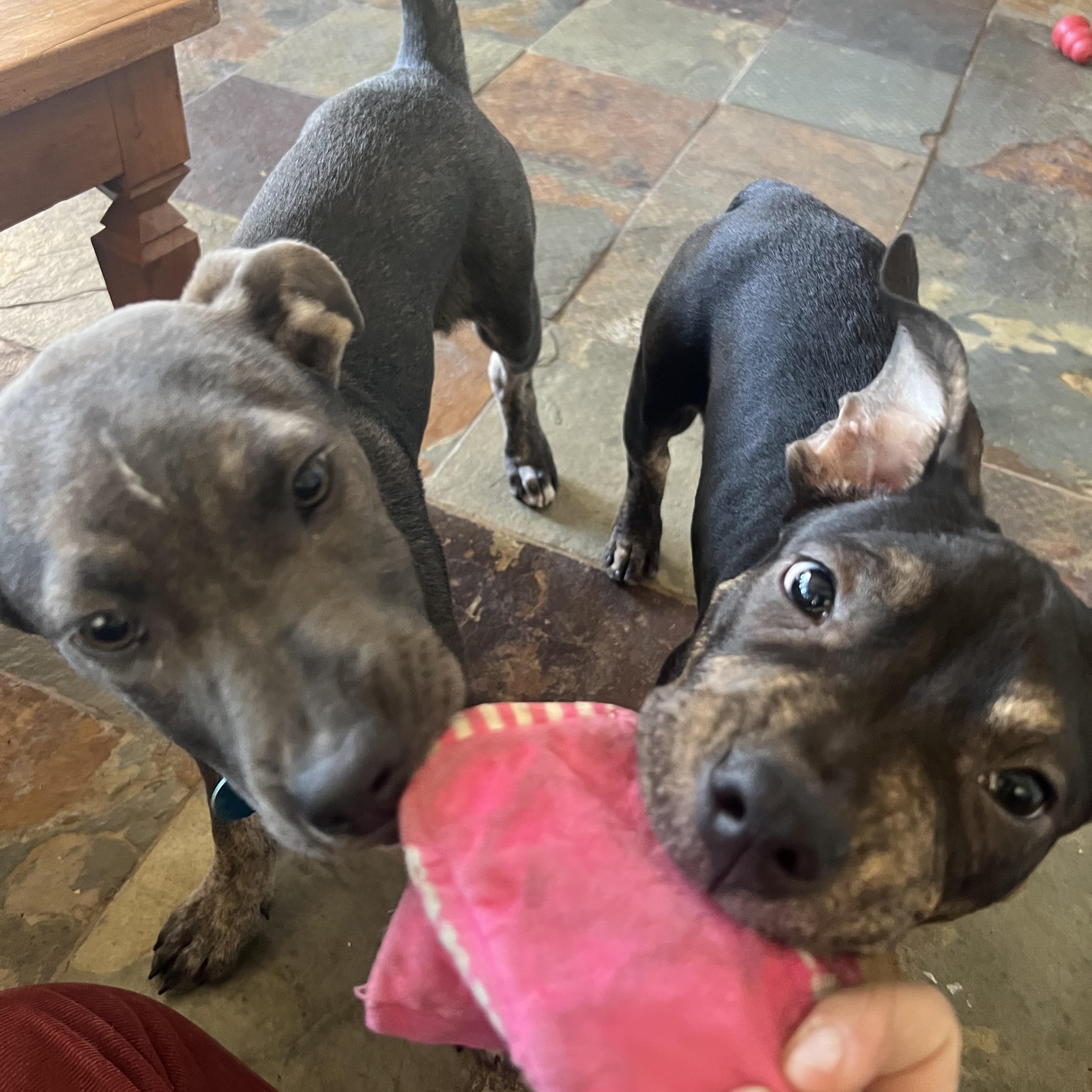 Enlarge Tootles, a ADOPTABLE Mixed Breed in Truckee, CA image 4/5