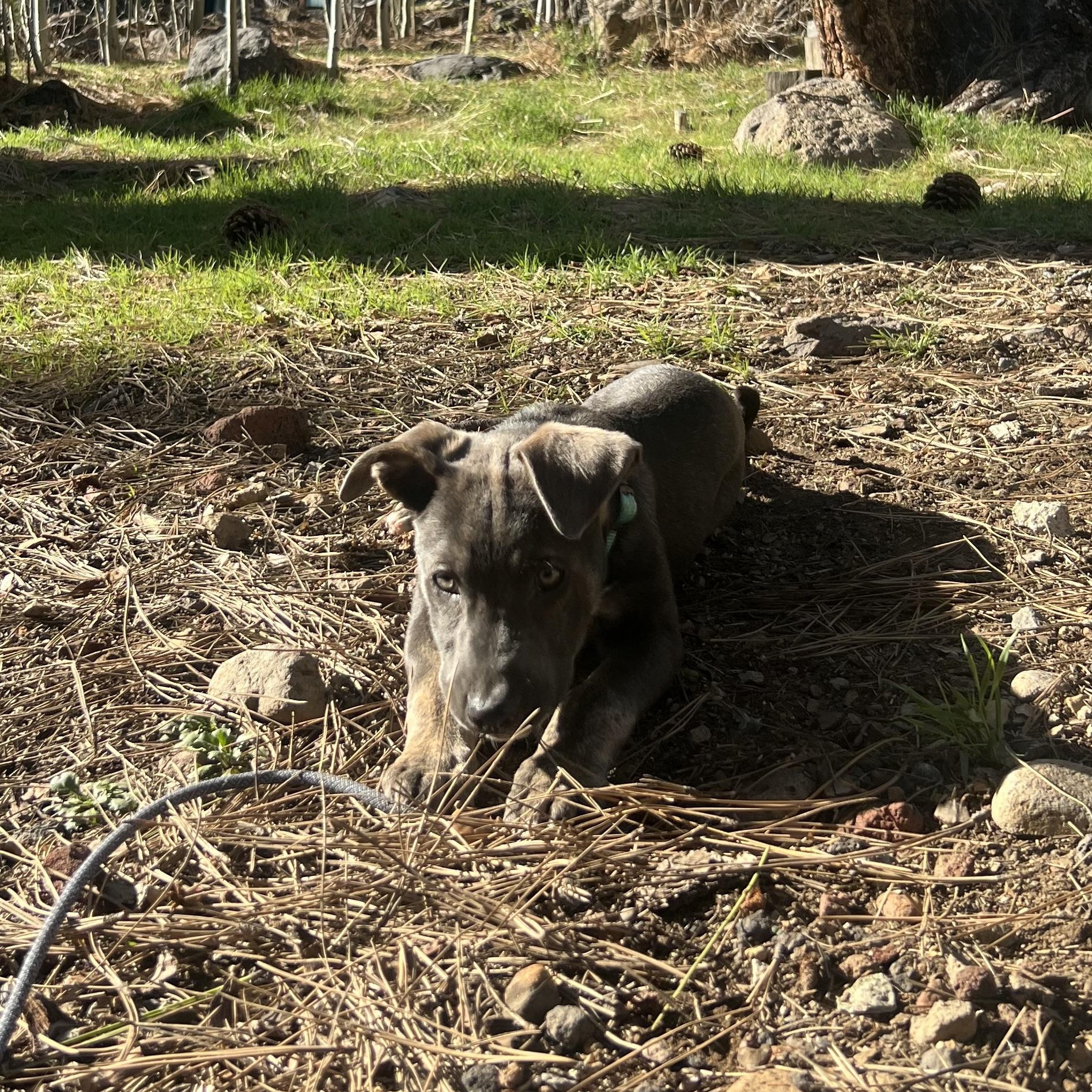 Enlarge Tootles, a ADOPTABLE Mixed Breed in Truckee, CA image 5/5