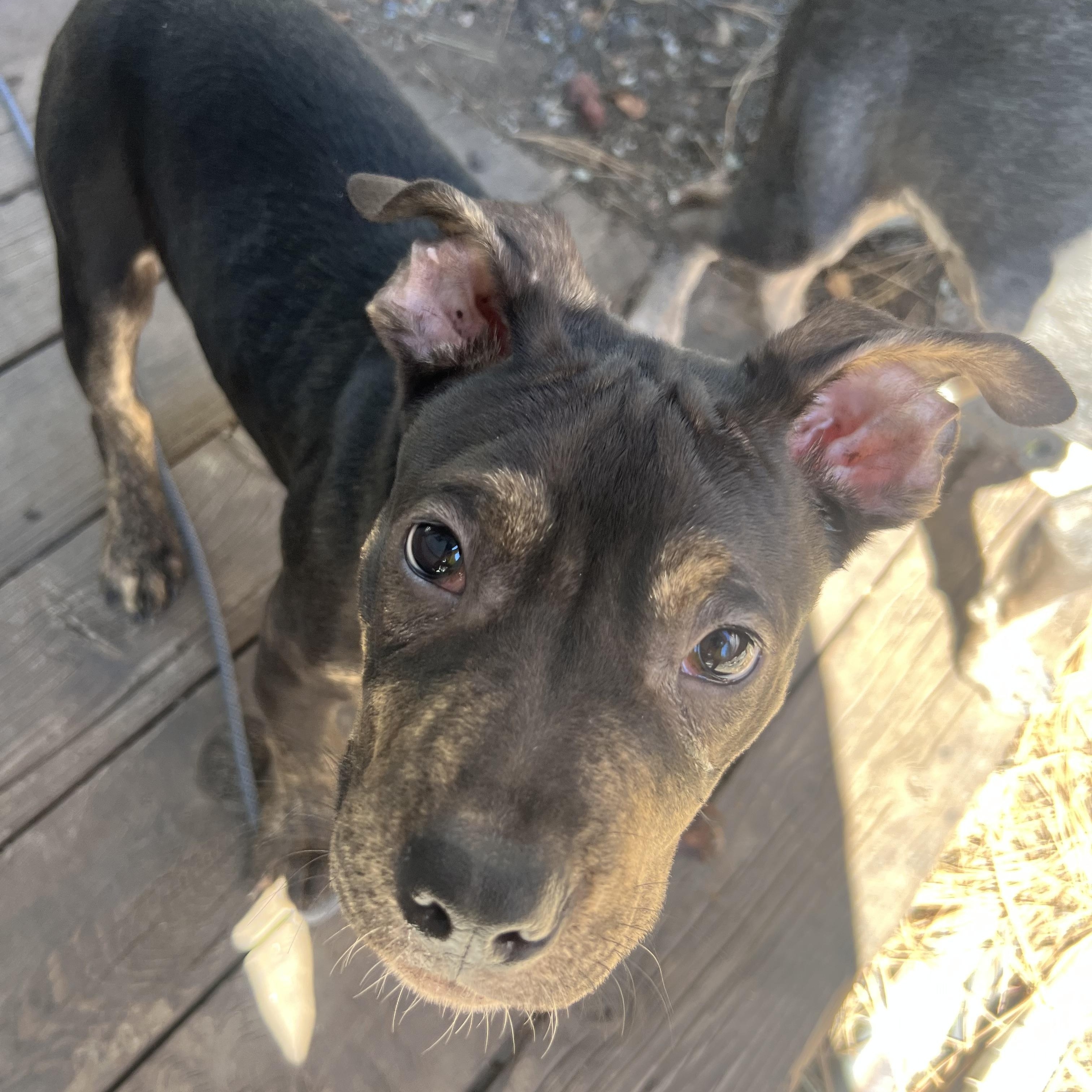 Enlarge Tootles, a ADOPTABLE Mixed Breed in Truckee, CA image 2/5