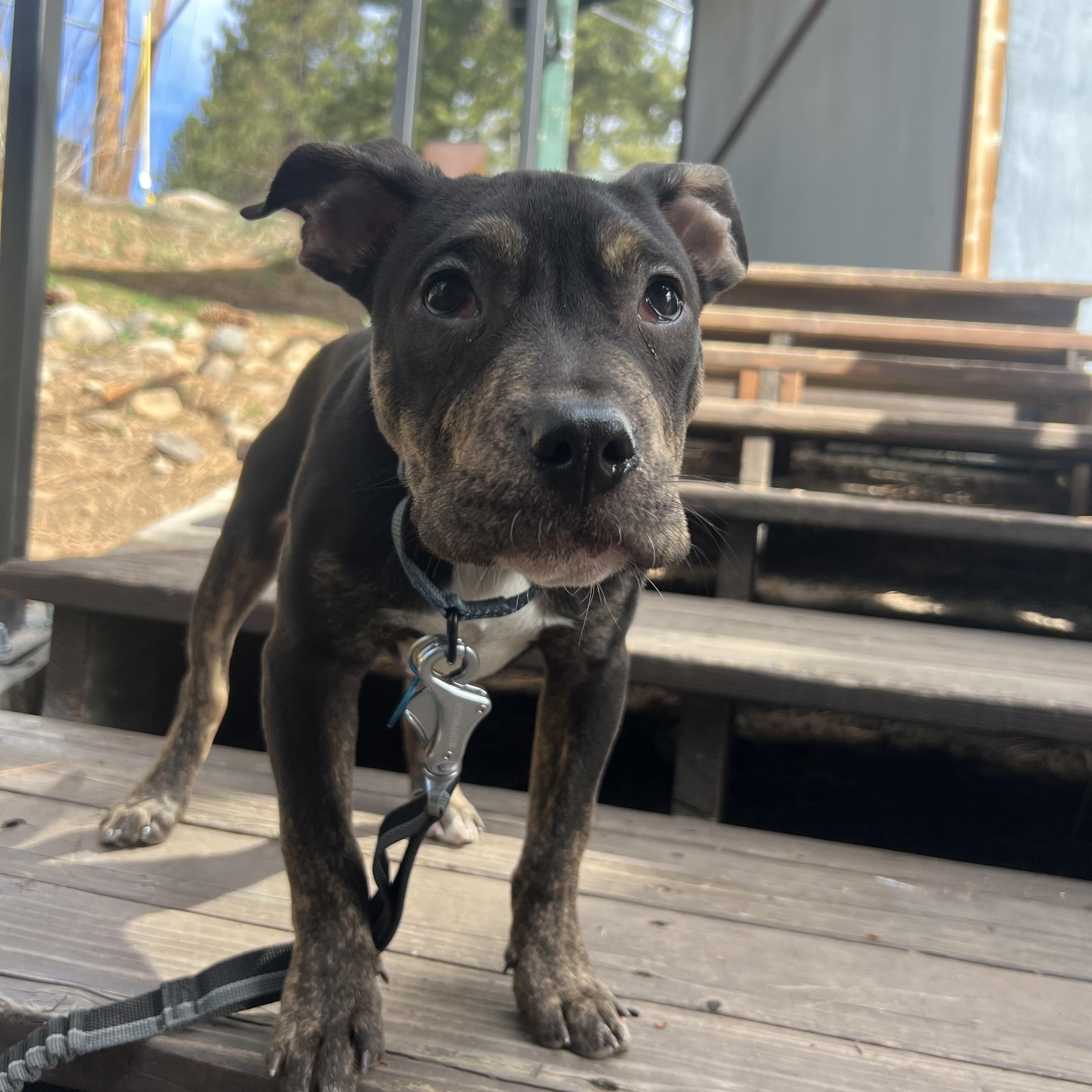 Tootles, ADOPTABLE, Puppy Male Mixed Breed.
