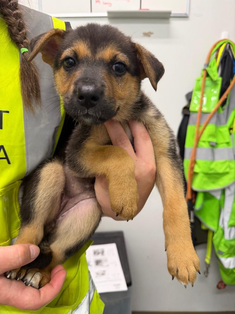 Ellesmere, Adoptable, Puppy Female Husky & Labrador Retriever.
