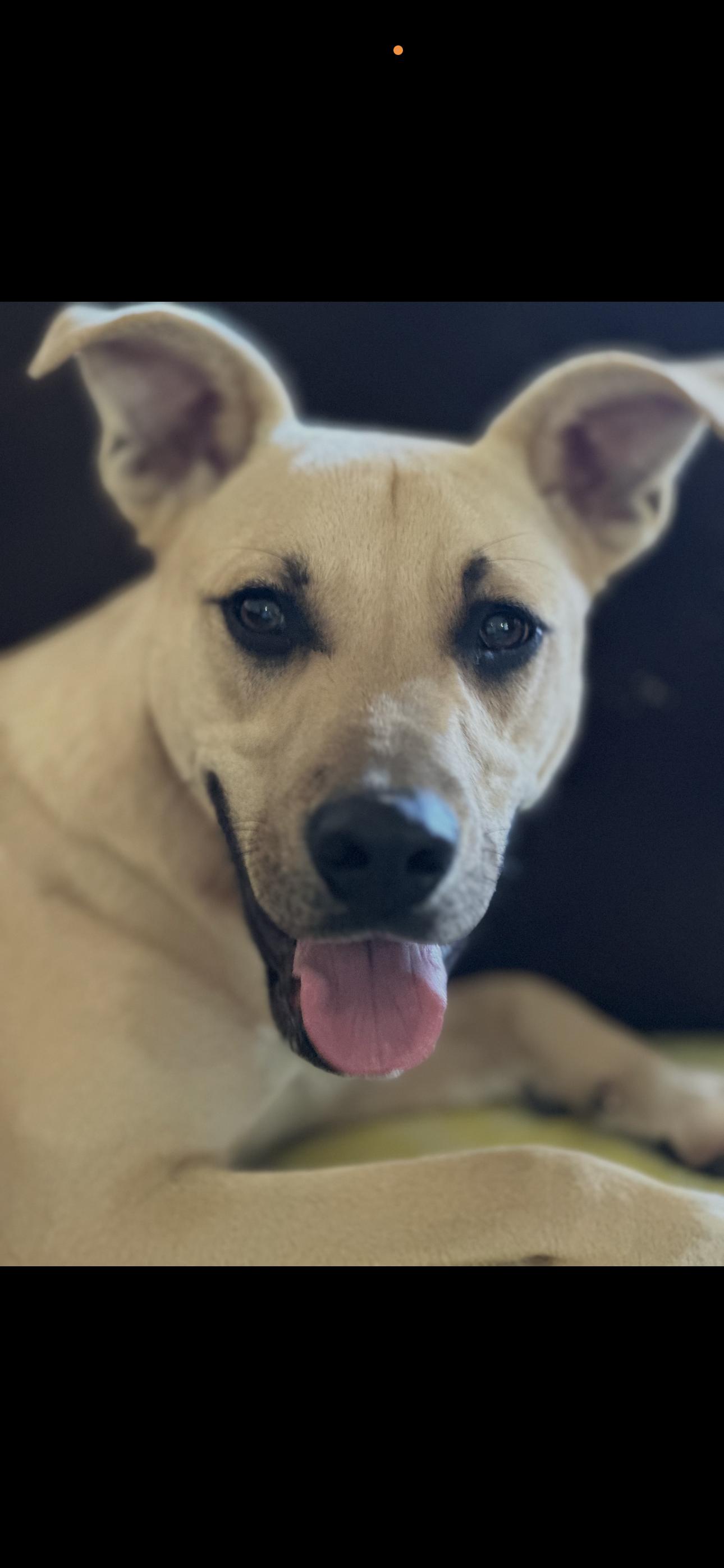 Enlarge Draco, a Adoptable mixed breed in Dallas, TX image 2/3