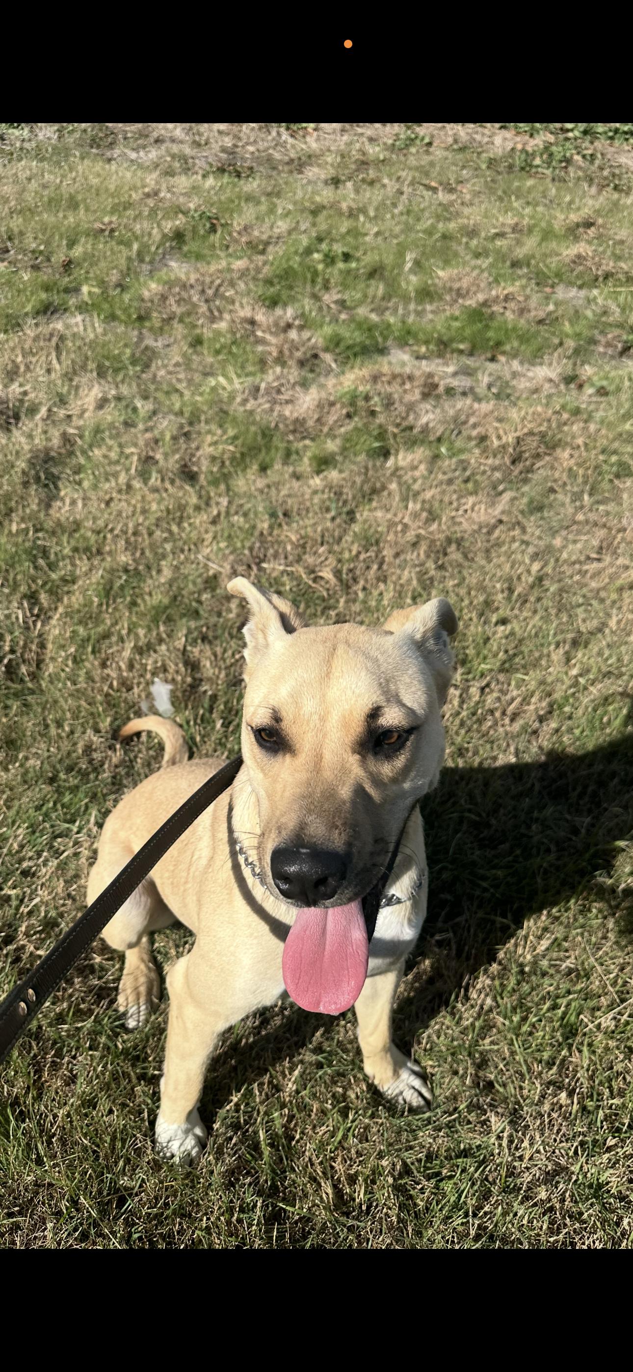 Enlarge Draco, a Adoptable mixed breed in Dallas, TX image 3/3