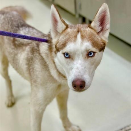 Enlarge Chance- #51051, an adopted Siberian Husky in Columbia, MD image 2/2
