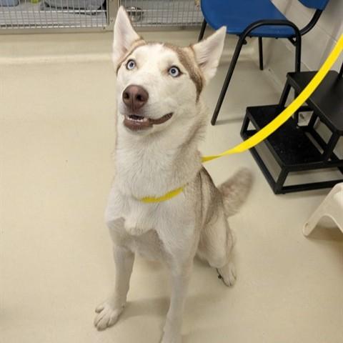 Chance- #51051, adopted, Adult Male Siberian Husky.