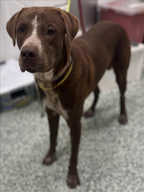 KEVIN, Adoptable, Young Male Pointer & Labrador Retriever.