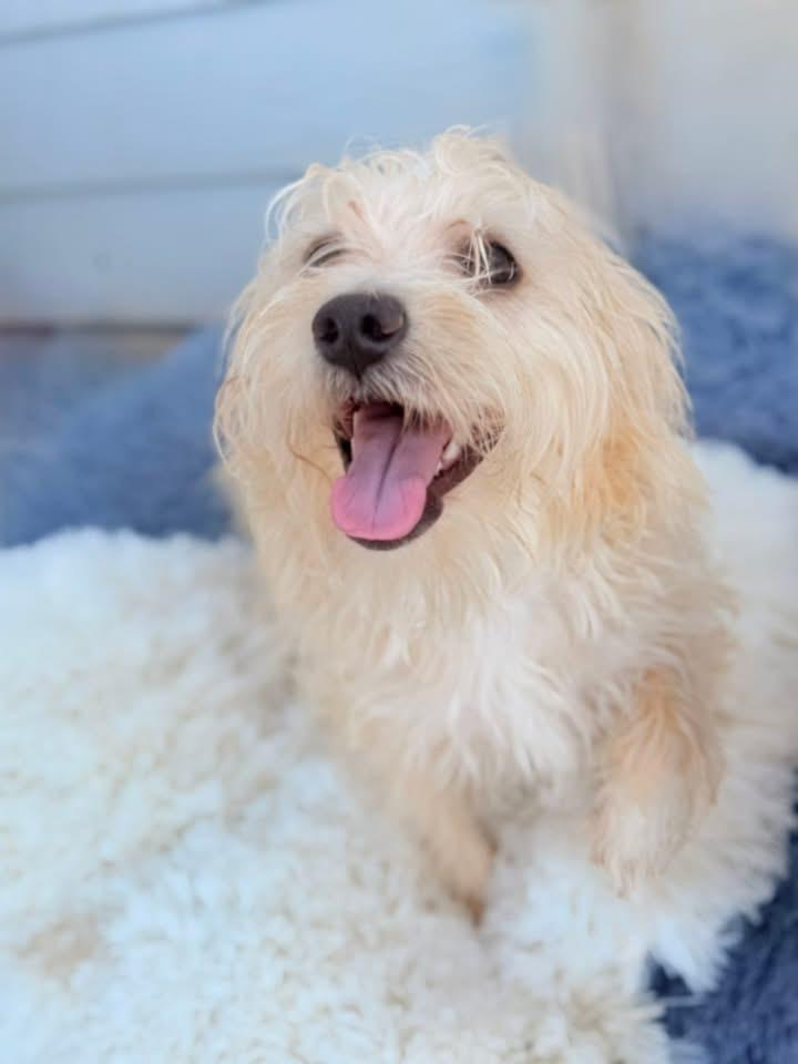 Enlarge Ella, a Adoptable mixed breed in Denver, CO image 1/6