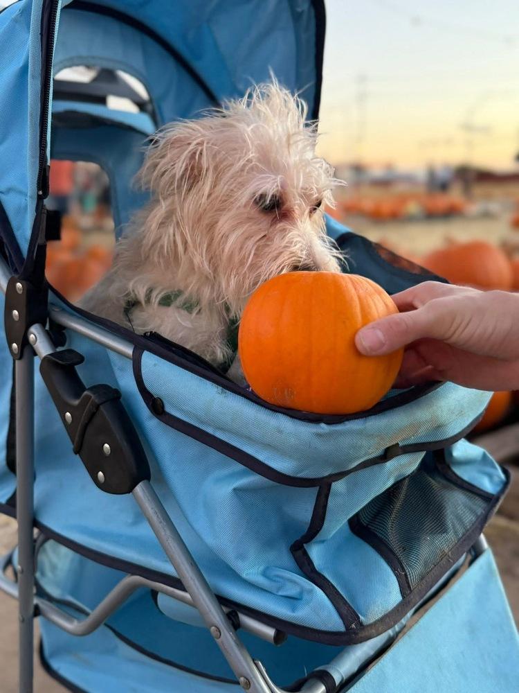 Enlarge Ella, a Adoptable mixed breed in Denver, CO image 2/6