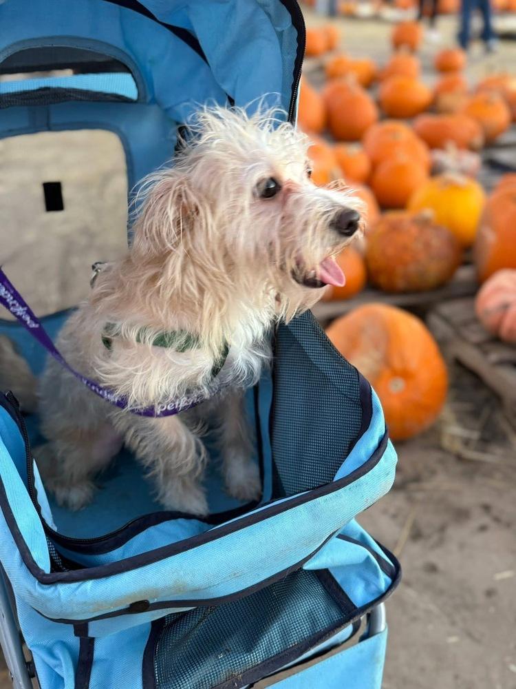 Enlarge Ella, a Adoptable mixed breed in Denver, CO image 6/6