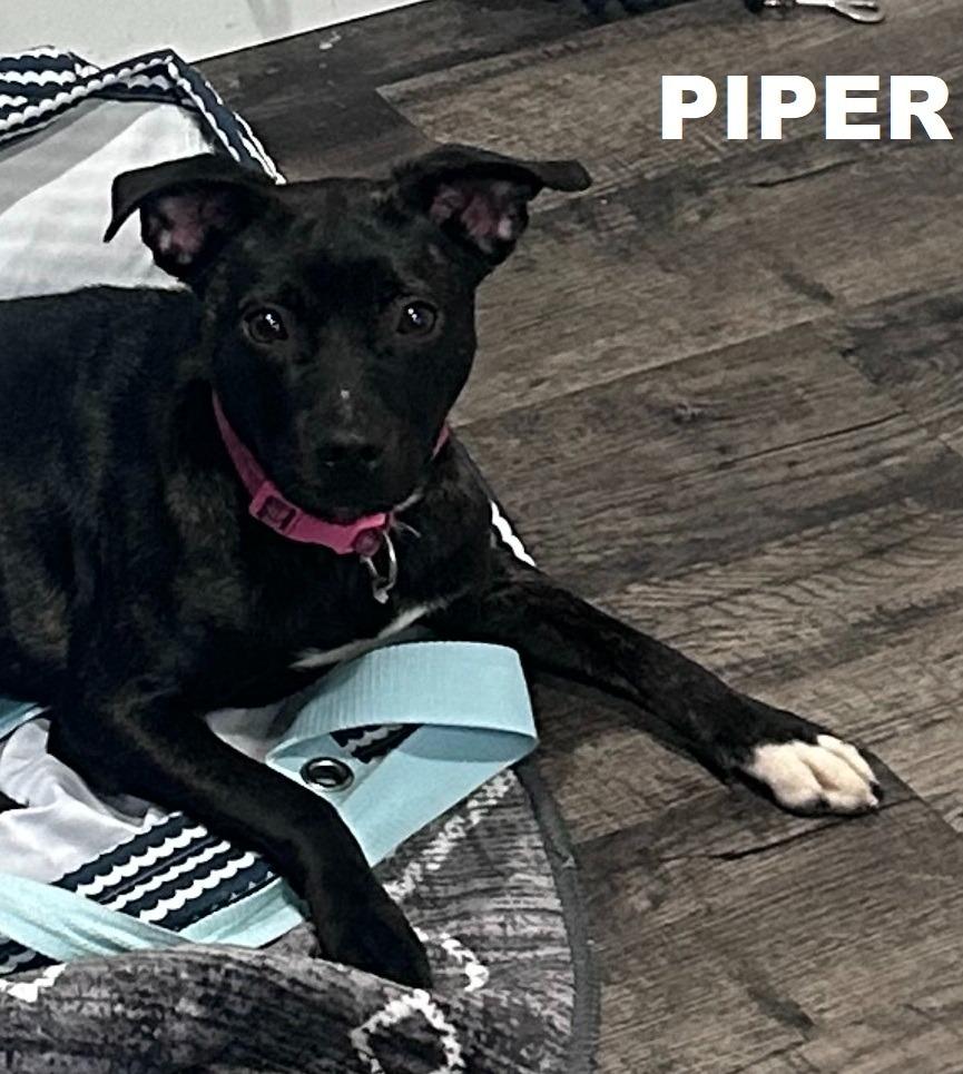 Enlarge Piper, a Adoptable mixed breed in Owatonna, MN image 2/4