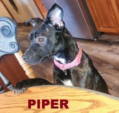 Enlarge Piper, a Adoptable mixed breed in Owatonna, MN image 3/4
