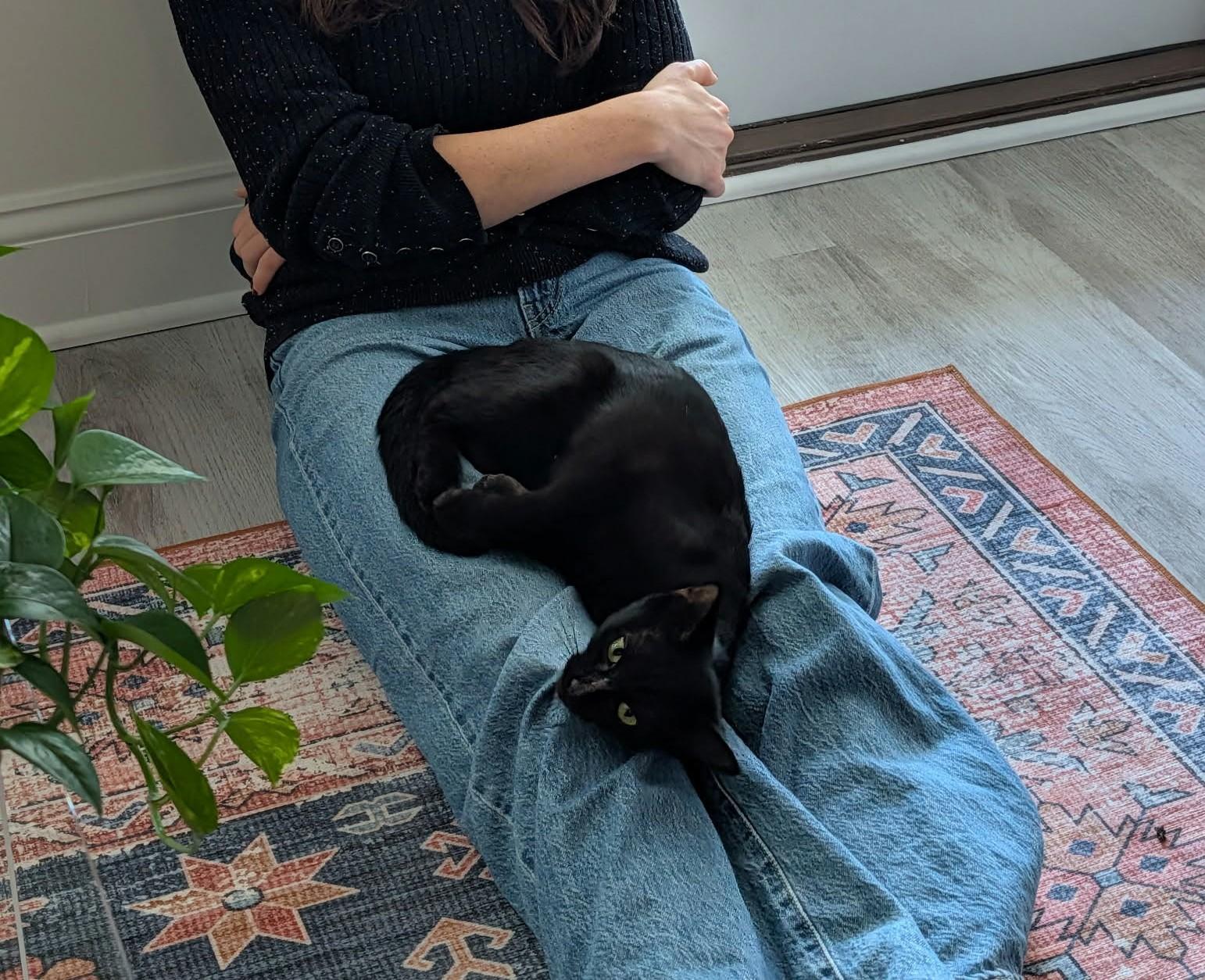 Enlarge Mia Hamm, a Adoptable Domestic Short Hair in Burlington, NC image 3/6