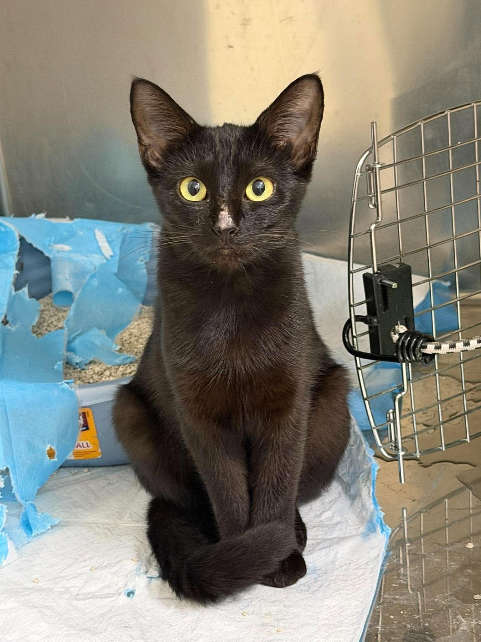 Enlarge Mia Hamm, a Adoptable Domestic Short Hair in Burlington, NC image 1/6