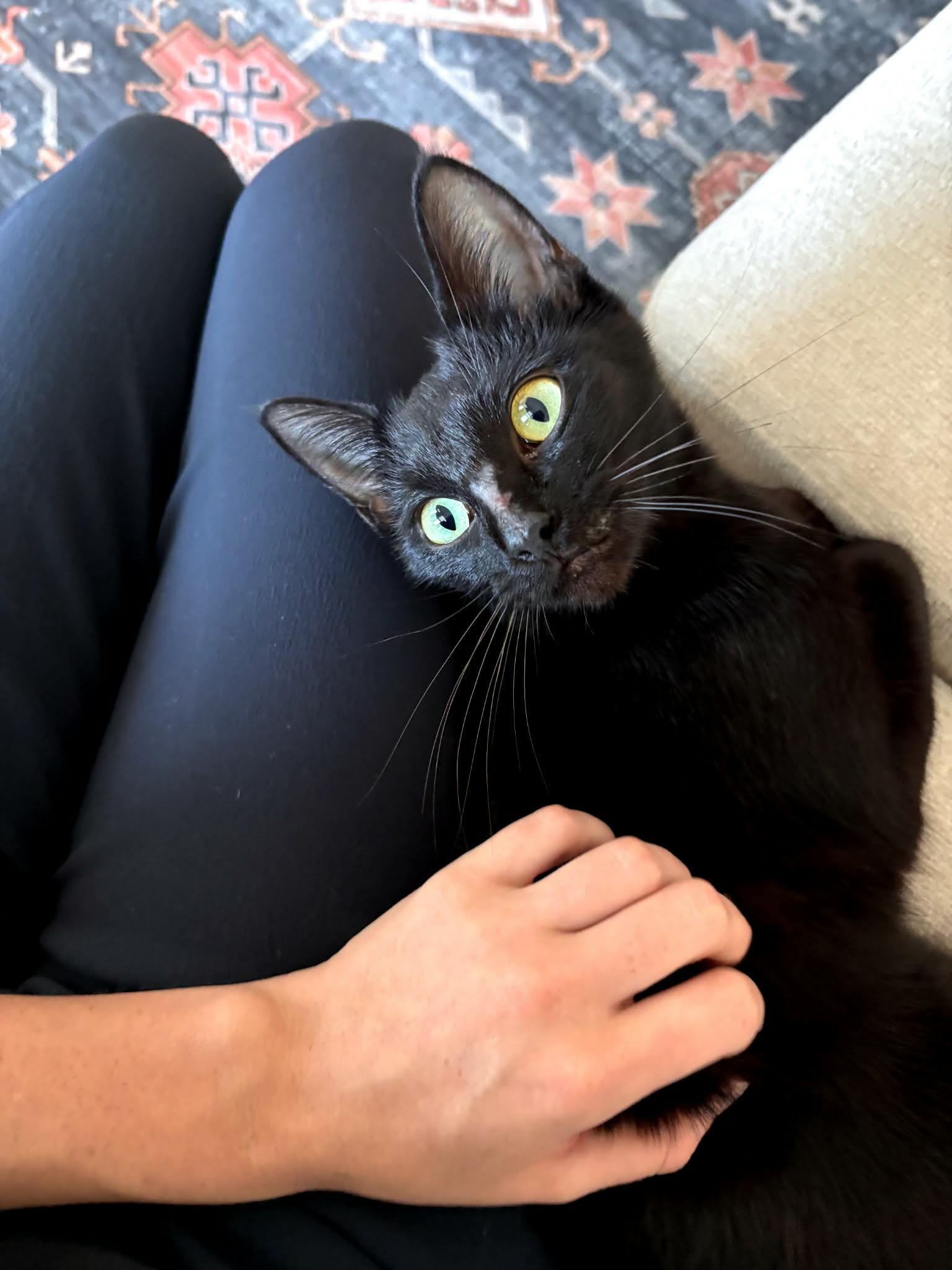 Enlarge Mia Hamm, a Adoptable Domestic Short Hair in Burlington, NC image 2/6