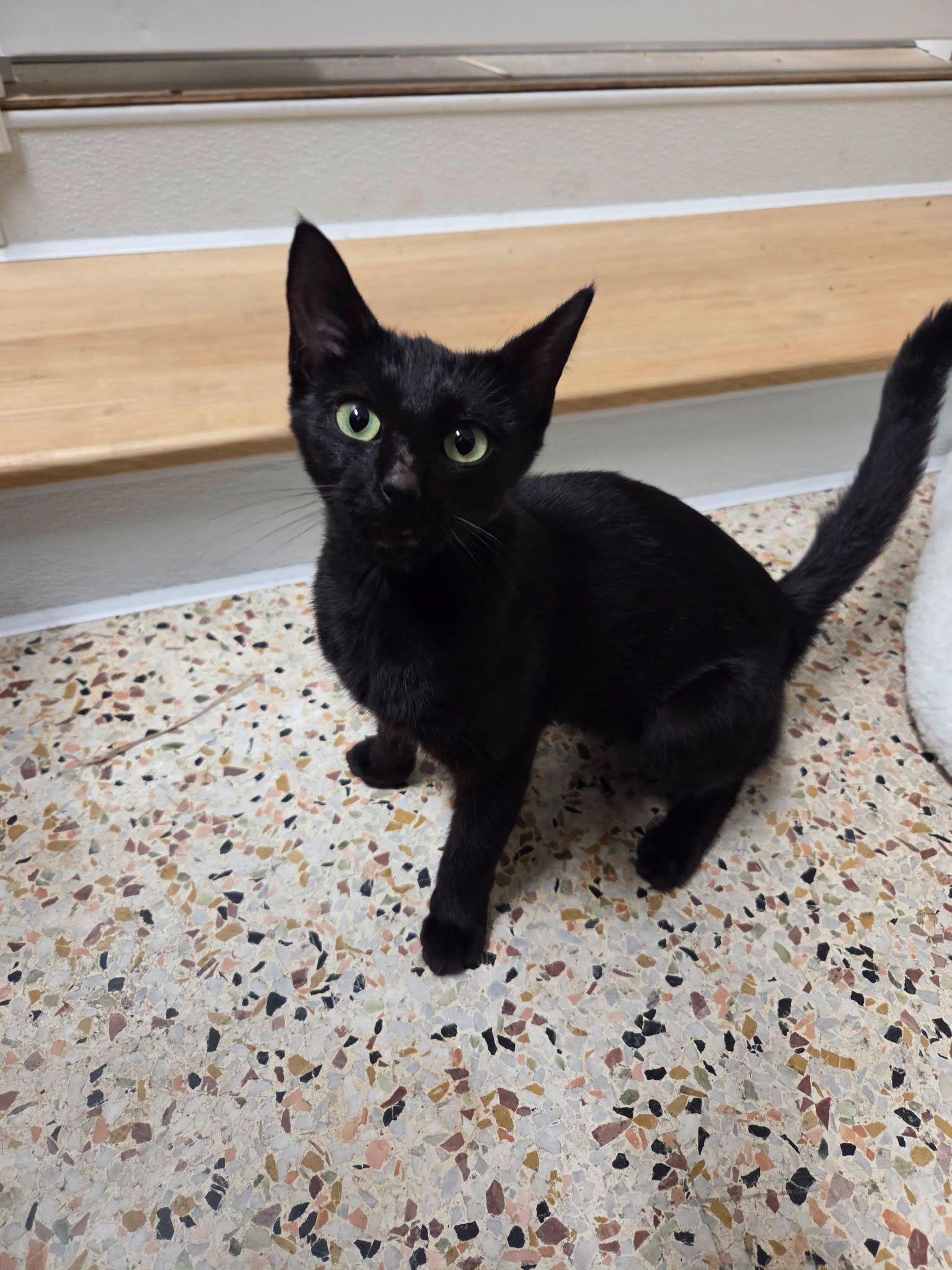 Enlarge Mia Hamm, a Adoptable Domestic Short Hair in Burlington, NC image 6/6