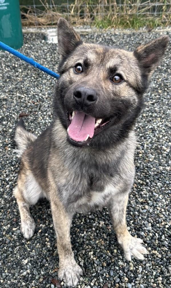 Enlarge Kona, a Adoptable mixed breed in Nanaimo, BC image 1/1