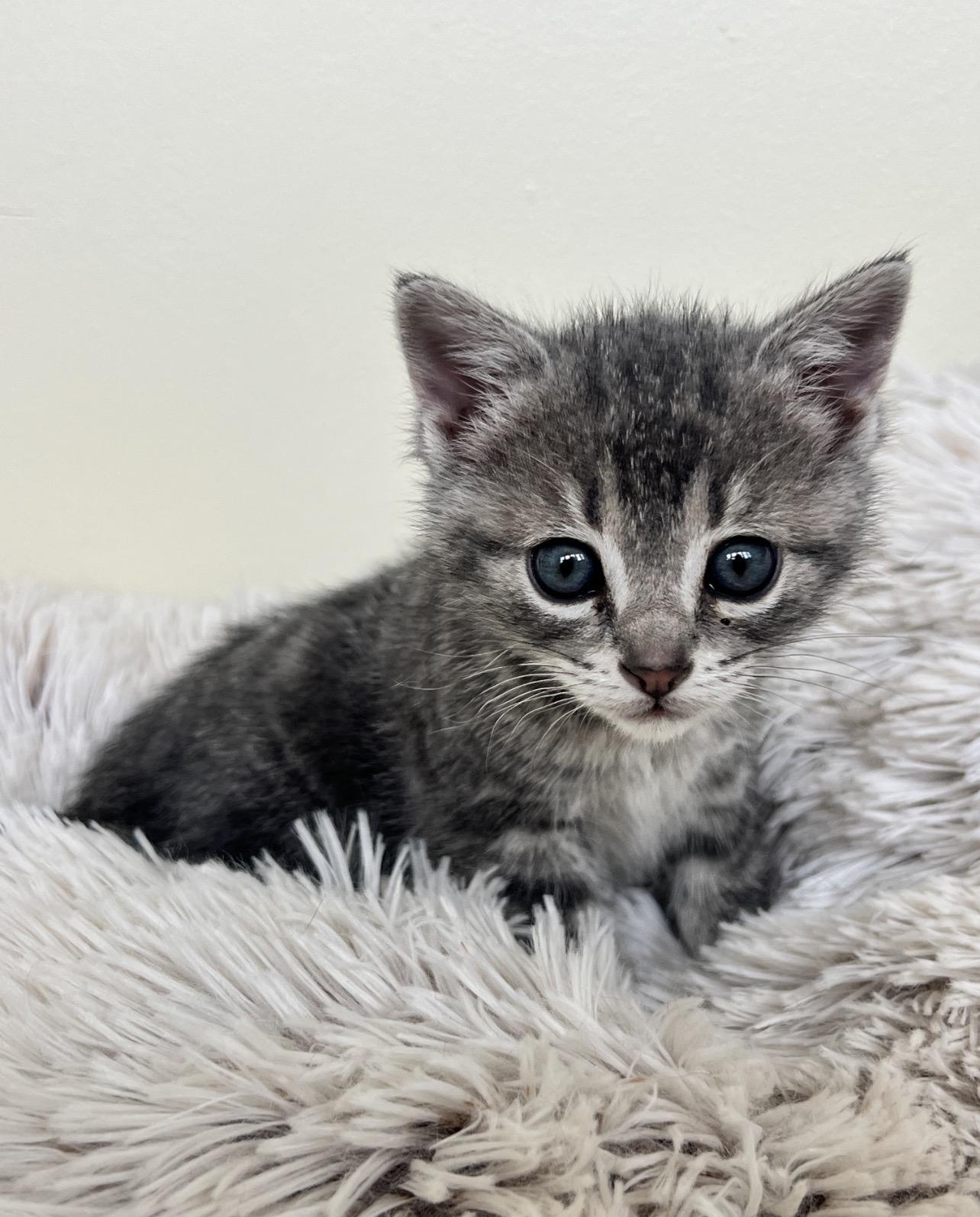 Larry, adopted, Kitten Male Domestic Short Hair.