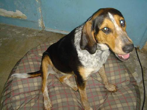 Gracie ADOPTED~~, a Adopted Bluetick Coonhound in Apple Valley, CA image 1/3